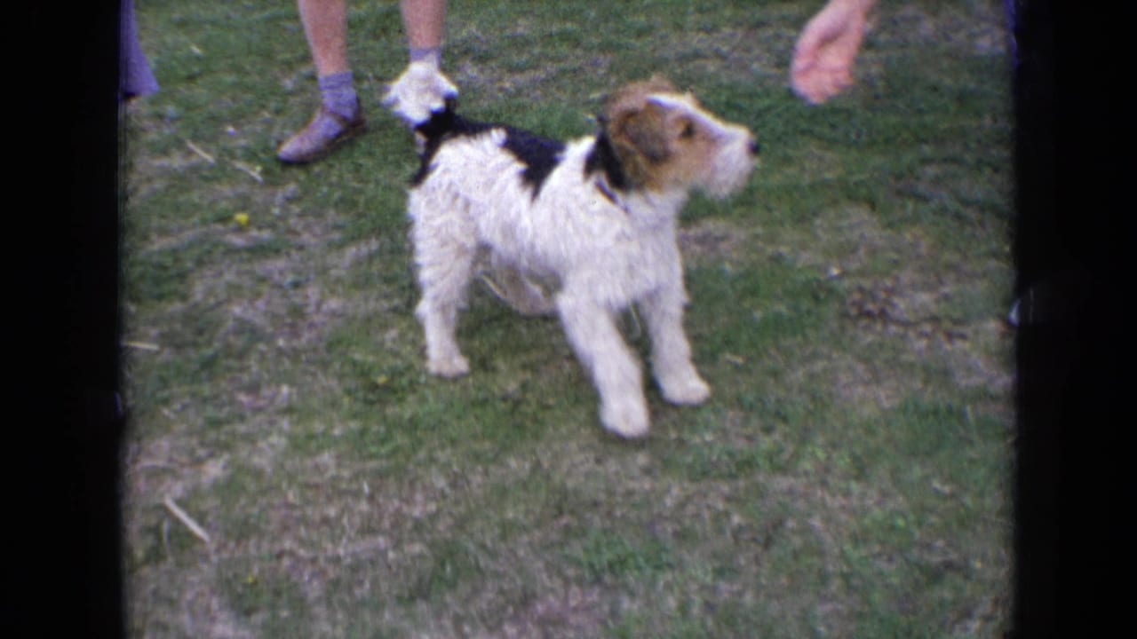 In 1963 England home-movie footage, a wire-haired terrier stands alert on a grassy lawn beside partially visible adults.