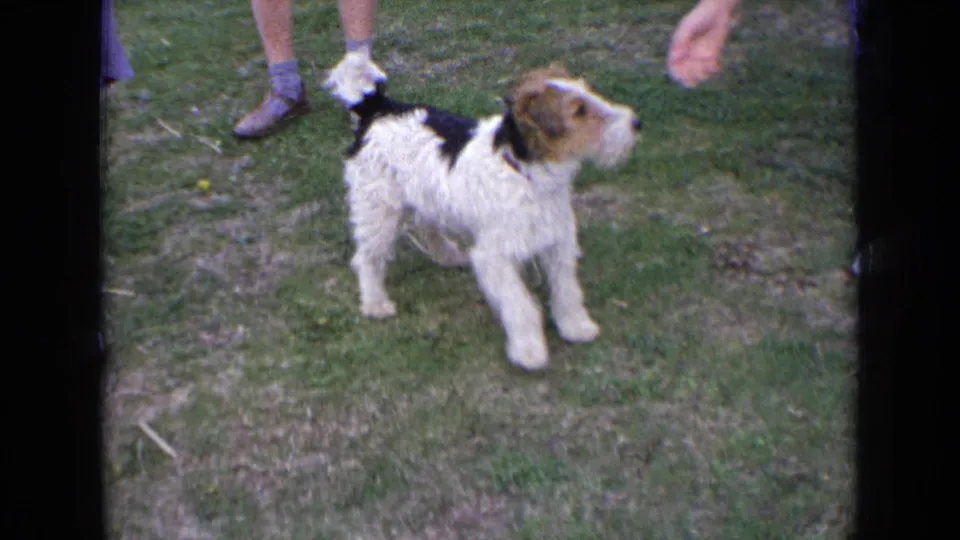 In 1963 England home-movie footage, a wire-haired terrier stands alert on a grassy lawn beside partially visible adults.