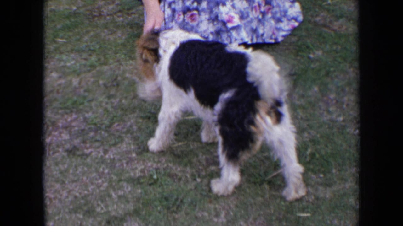 The terrier stands beside a woman in a blue floral dress, with her hand near the dog's head on a grassy lawn in England.