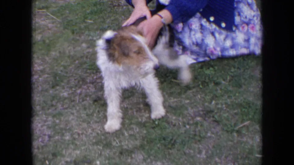 The terrier turns slightly as a woman steadies or pets it on the lawn, with her floral dress and hands visible.