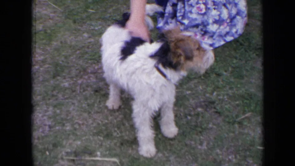 In 1963 England, a woman in a blue patterned dress reaches down to pet a small scruffy terrier on a grassy lawn.