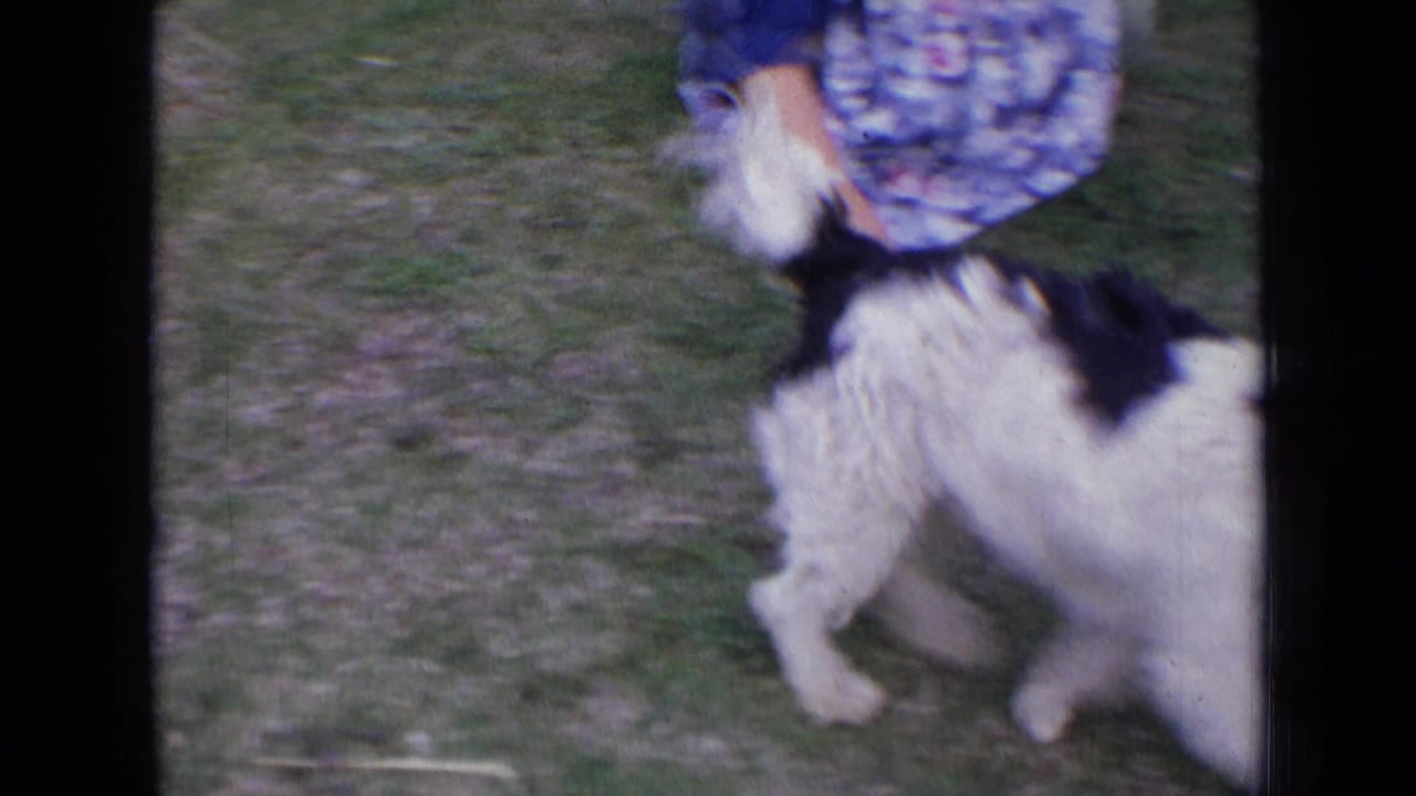 A small terrier stands beside the lower half of a woman in a patterned dress.
