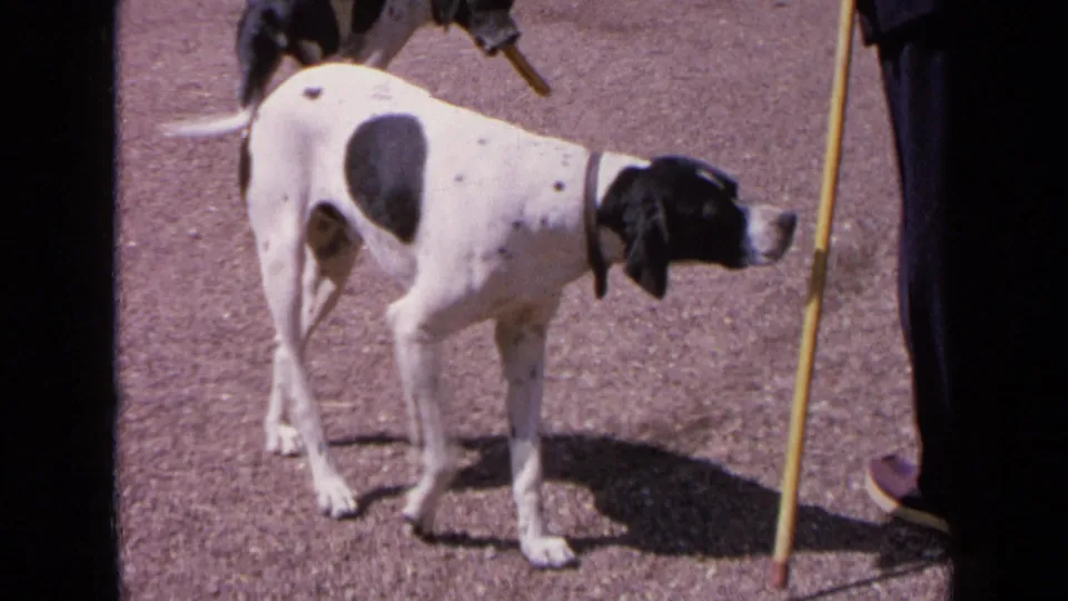 1963 France home-movie frame showing a spotted hound on gravel near a yellow cane and the lower legs of an adult.