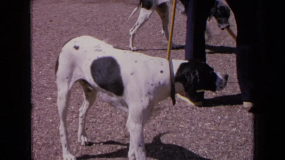 1963 France frame with a black and white spotted hound beside a yellow cane and a second dog partly visible in the background.