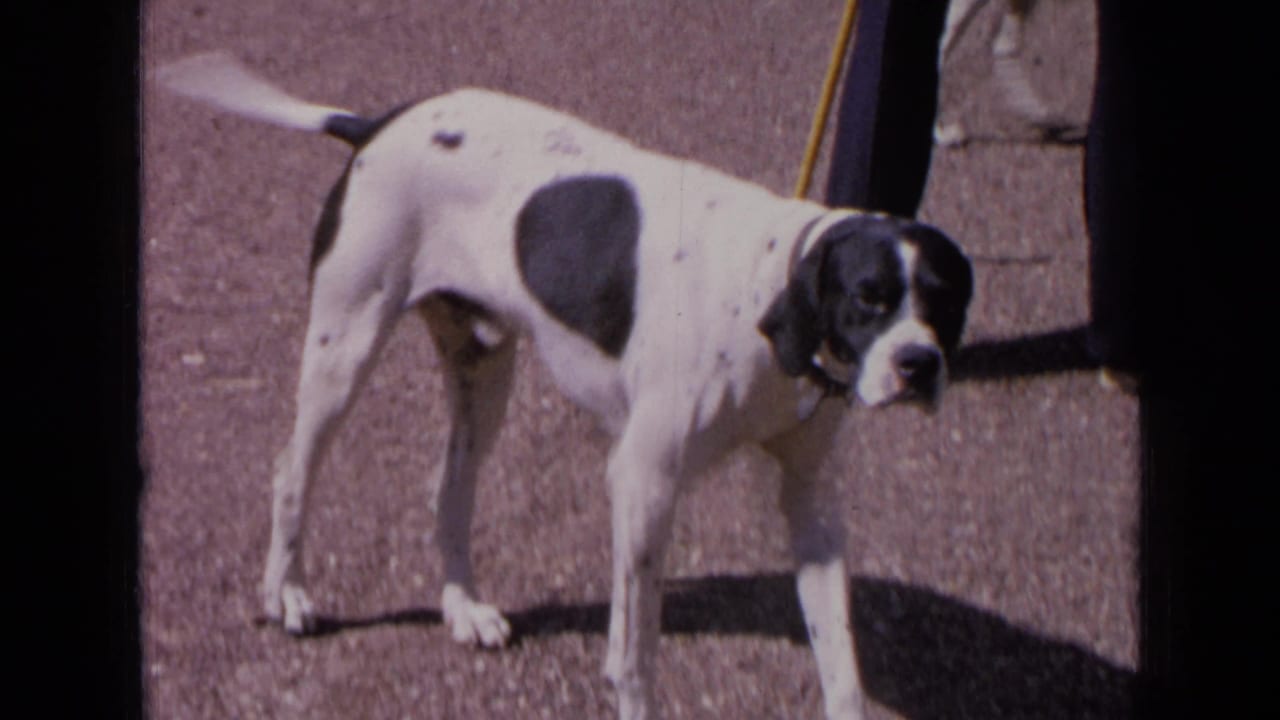 Black-and-white hound standing on sunlit gravel beside a dark vertical edge.
