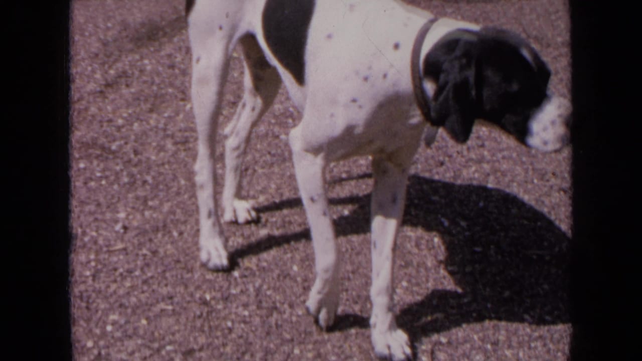A spotted black-and-white hound in the 1963 France home movie lowers its head as if sniffing the gravel.