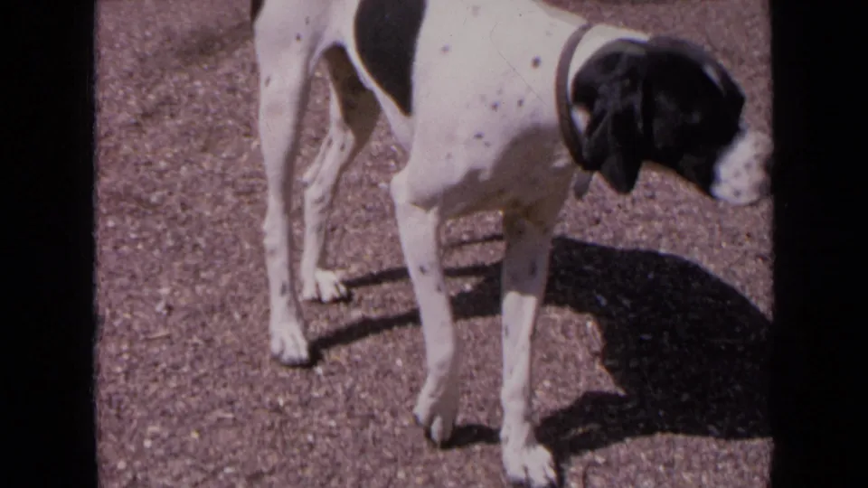 A spotted black-and-white hound in the 1963 France home movie lowers its head as if sniffing the gravel.