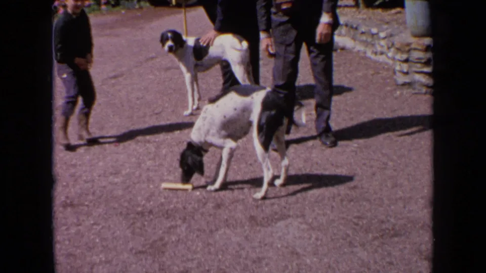 Two black-and-white hounds stand near adults on a gravel lane in France, one bending toward a small object on the ground.