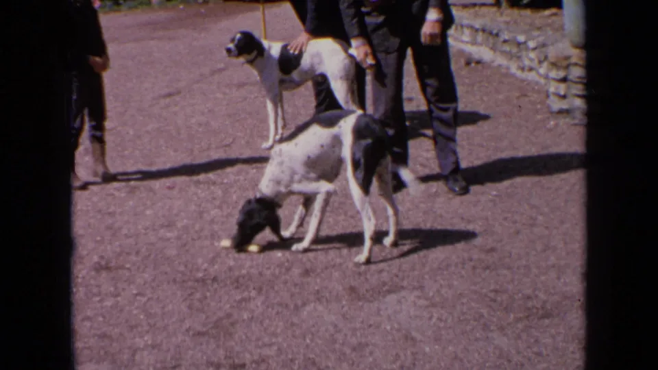 Two hounds remain near adult handlers on a gravel surface in 1963 France, with one dog sniffing near a small object.