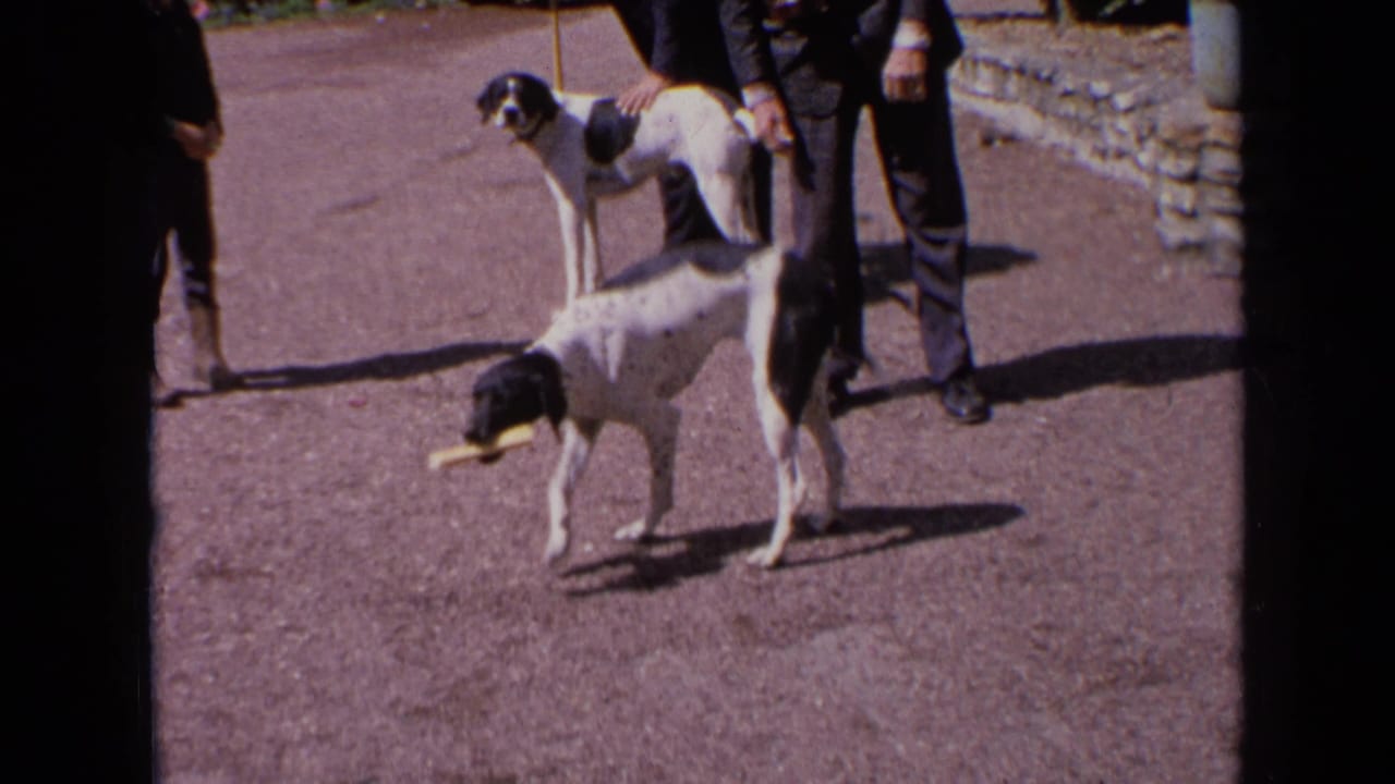 Two black-and-white hunting dogs on gravel with handlers standing nearby.