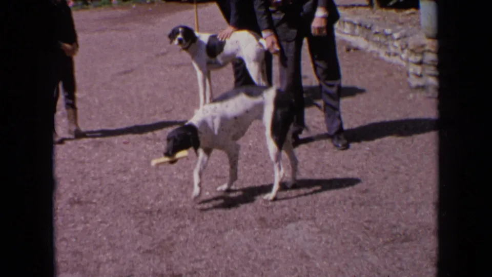 In supplied 1963 France footage, two hunting dogs stand on sunlit gravel while adult handlers in dark clothing observe.