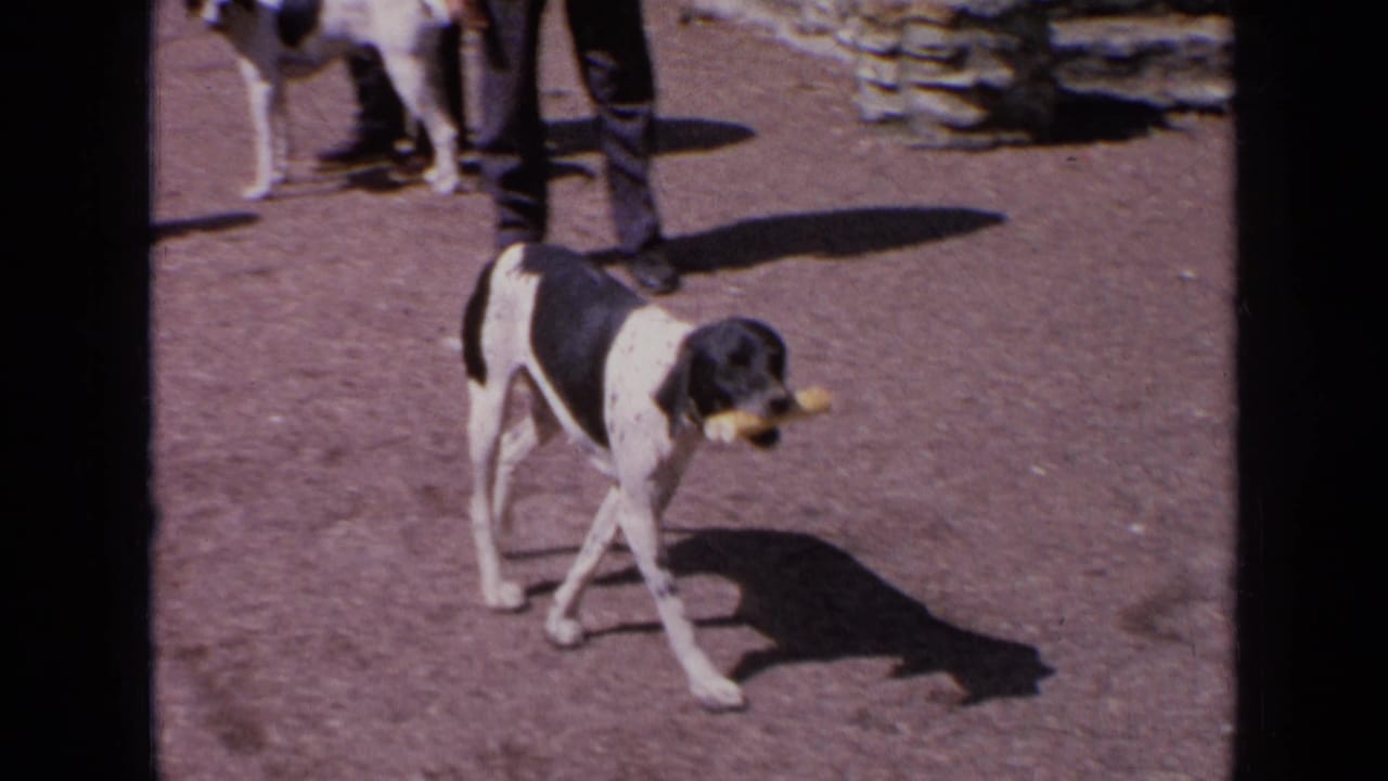 A black-and-white hunting dog carries a yellow retrieval dummy across sunlit gravel, with handlers and another dog partly visible behind.