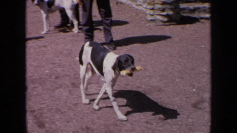 A black-and-white hunting dog carries a yellow retrieval dummy across sunlit gravel, with handlers and another dog partly visible behind.