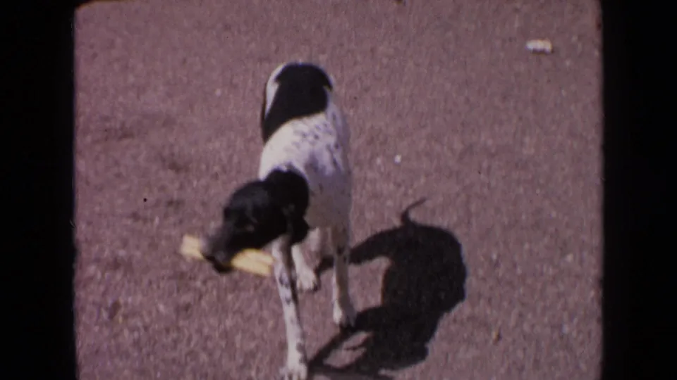 A spotted black-and-white hunting dog holds a yellow retrieval dummy while standing in bright sun on a gravel surface.