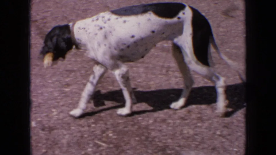 A black-and-white spotted hunting dog walks across the sunlit training ground carrying a yellow dummy in its mouth.