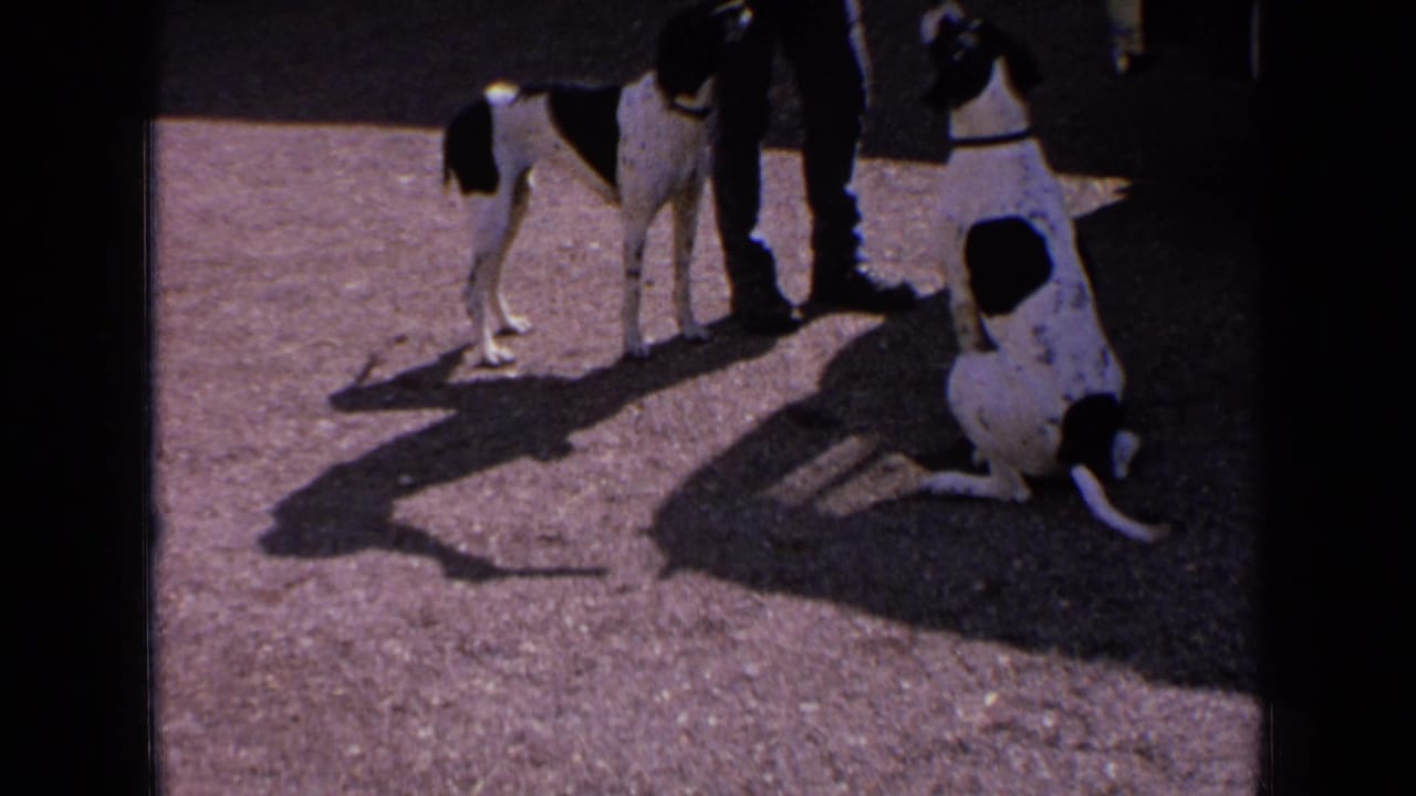 Two black-and-white dogs stand and sit near an adult's legs on sunlit pavement.