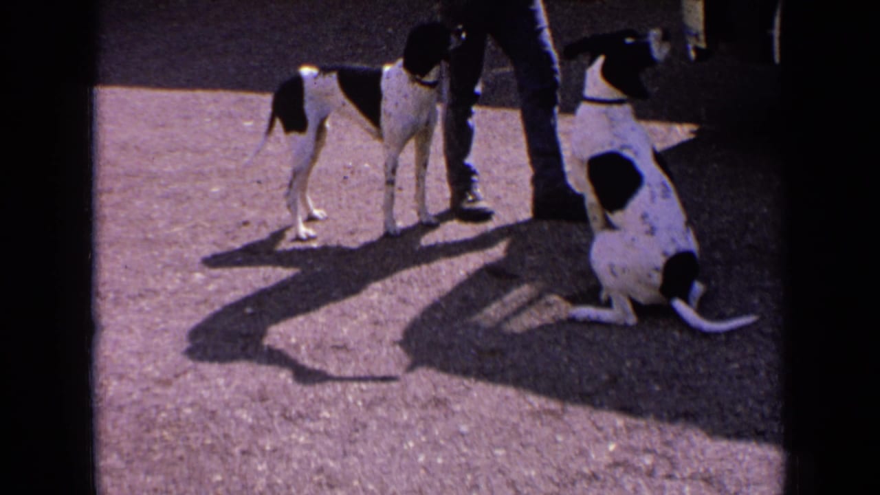 Two black-and-white dogs, likely hunting dogs, wait beside an adult's legs on pavement in France, with strong shadows across the frame.