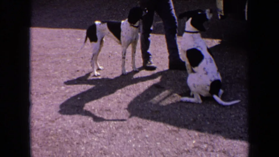 Two black-and-white dogs, likely hunting dogs, wait beside an adult's legs on pavement in France, with strong shadows across the frame.