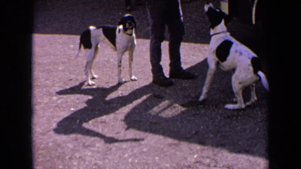 A 1963 France 8mm frame shows two black-and-white dogs near an adult's boots, one seated and one standing on sunlit pavement.