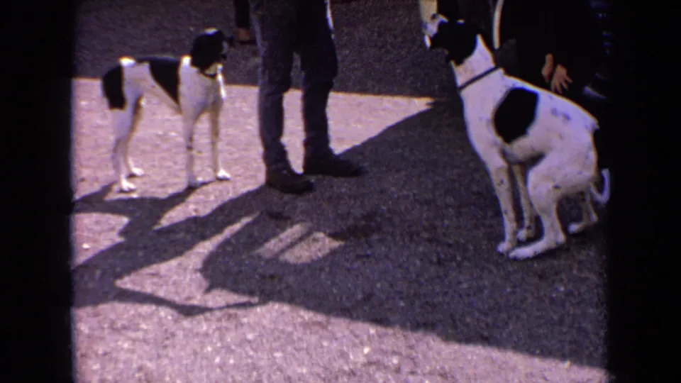 A seated hunting dog looks upward beside an adult, while another black-and-white dog stands nearby holding a yellow ball in its mouth.