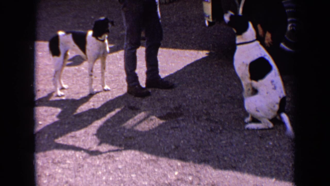 Two black-and-white dogs stand and sit near a person's legs on sunlit asphalt.