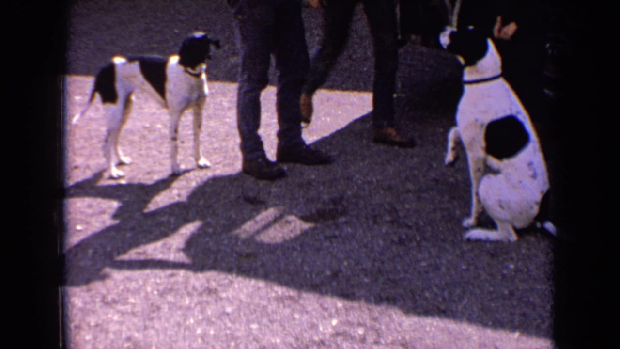 A black-and-white dog sits near a visible car wheel as another dog stands alert beside an adult's legs in 1963 France footage.