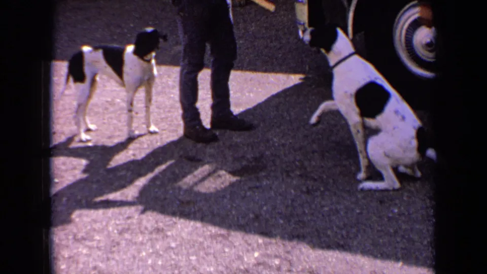 The seated black-and-white dog appears to offer a paw to the adult handler, with the second dog standing nearby on sunlit asphalt.