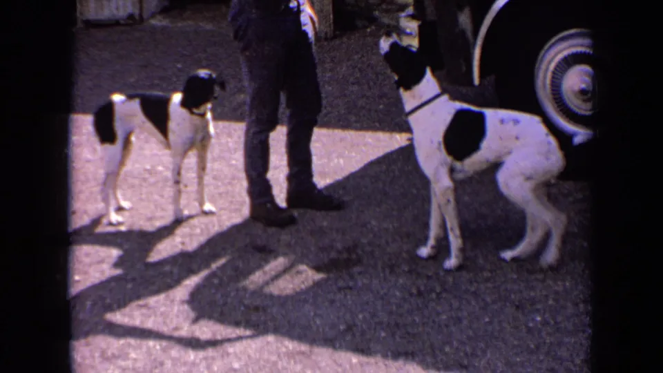 By the end of the clip, one black-and-white dog stands beside the vehicle wheel as the other remains facing the handler area.