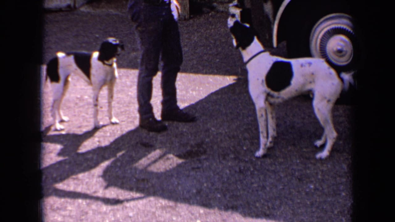 Two black-and-white spotted dogs stand near adults and a car wheel on a sunny paved surface.