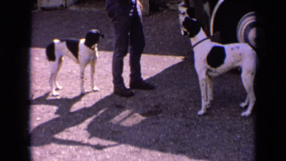 Two black-and-white dogs stand beside adult onlookers and a vintage car during a sunny 1963 France street scene.