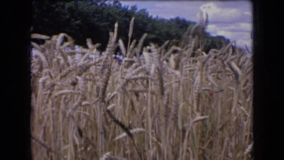 Close 8mm view of wheat heads in a French field, with a dark tree line and cloudy sky behind the crop.