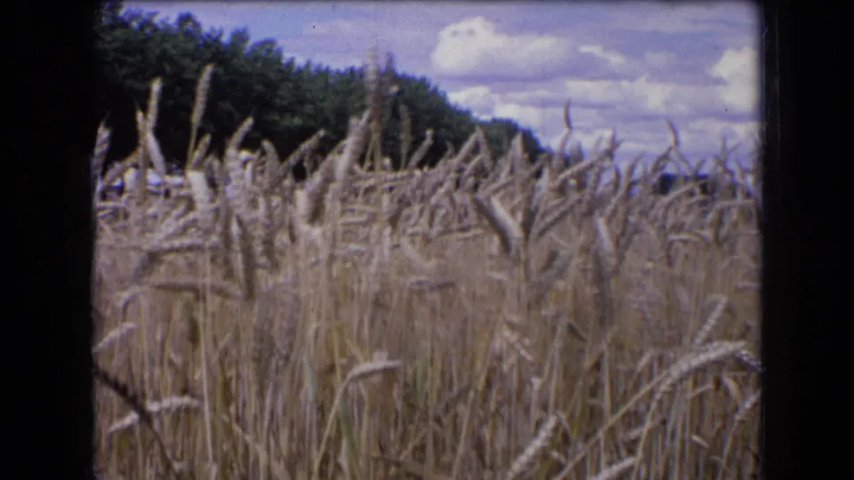 1963 France 8mm frame with dense wheat heads in the foreground, a wooded edge, and cloudy blue sky beyond.