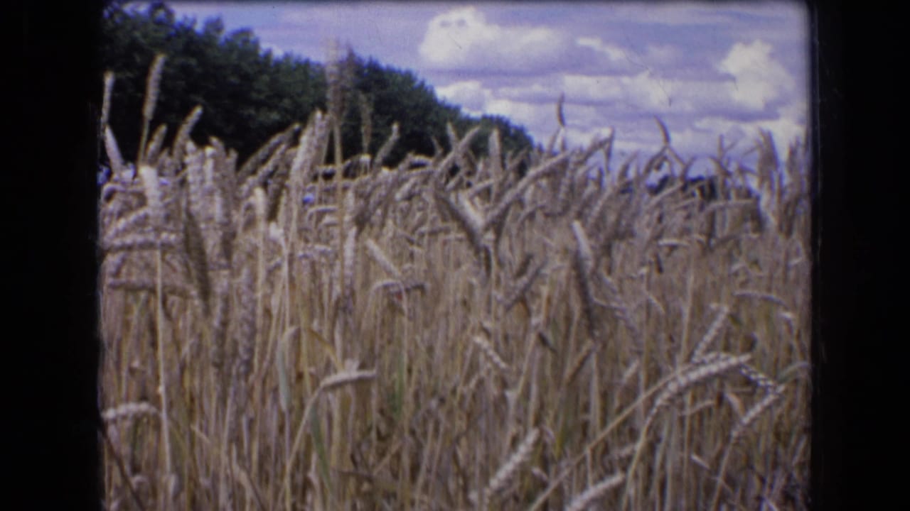 Tall wheat fills the foreground with a dark tree line and cloudy blue sky behind it.