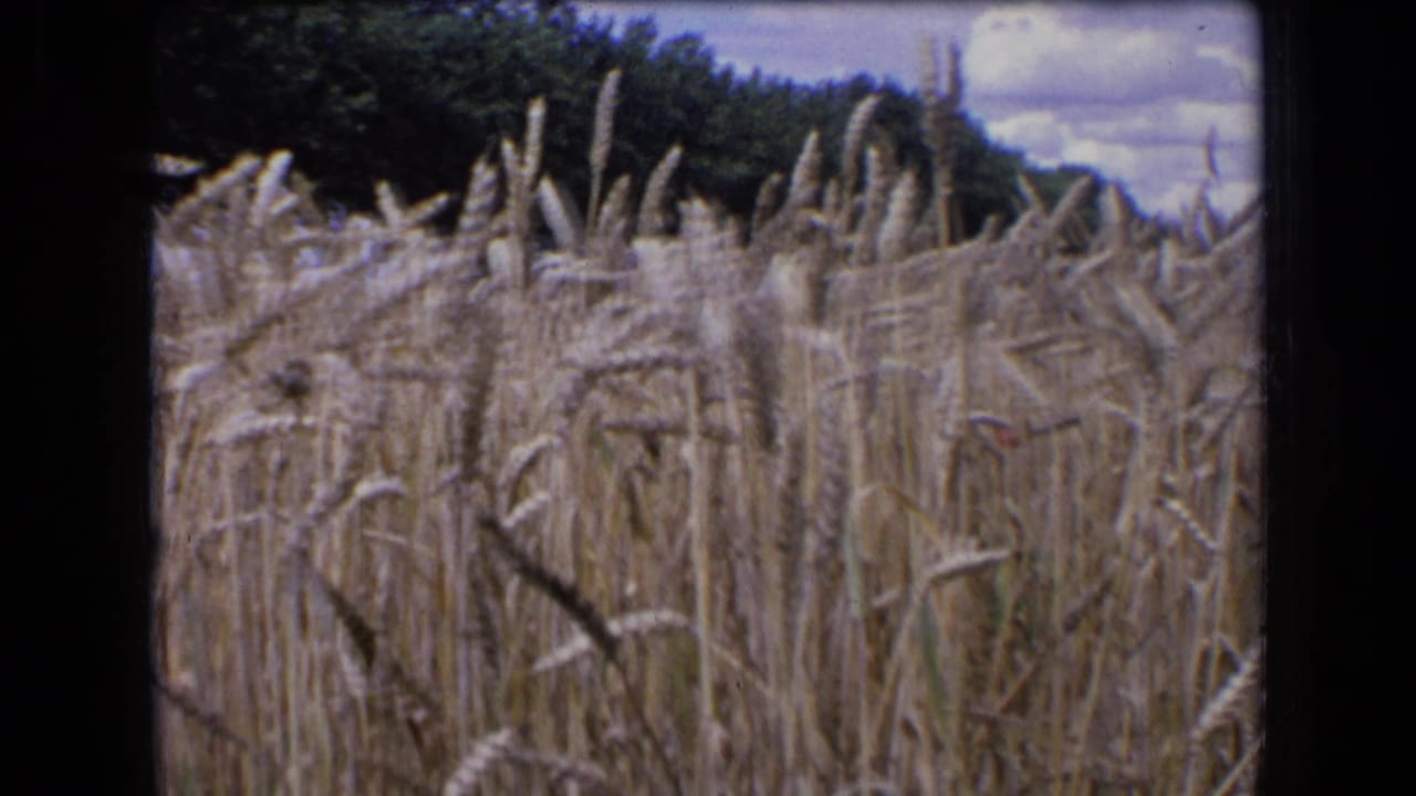 Close view of wheat stalks with trees and a partly cloudy sky in the background.