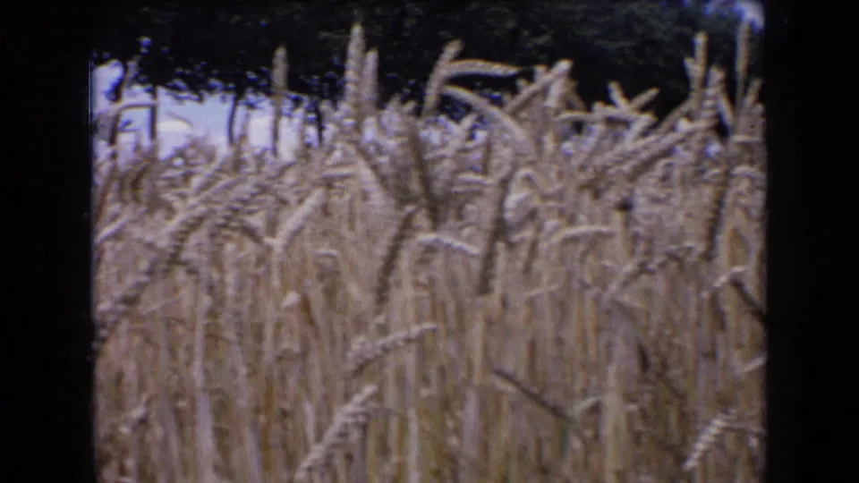 1963 France 8mm frame with soft, dense wheat in the foreground and a shaded tree line along the top edge.