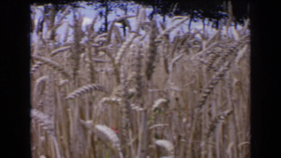 1963 France frame of a wheat field viewed close up, with ripe heads, dark background foliage, and pale sky at the top.