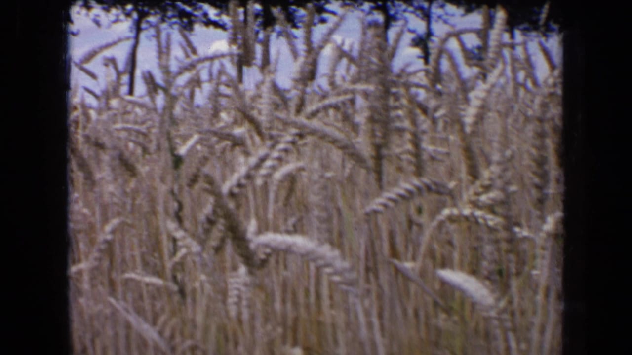 1963 French home-movie frame showing tall wheat stalks in close view, with soft 8mm grain and dark frame edges.