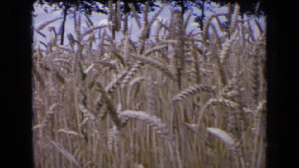 1963 French home-movie frame showing tall wheat stalks in close view, with soft 8mm grain and dark frame edges.