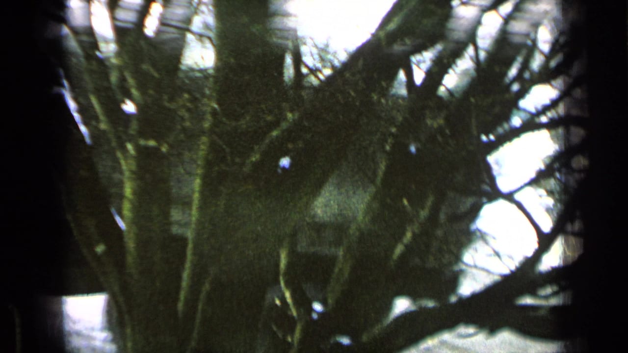 Dark truck body and tree branches fill the frame, with a pale building behind them.