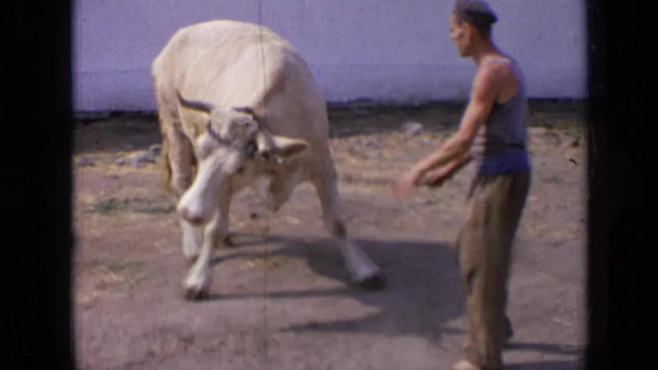 In rural Russia footage from 1963, a sleeveless man guides a white cow by a chain across a sunlit dirt yard.