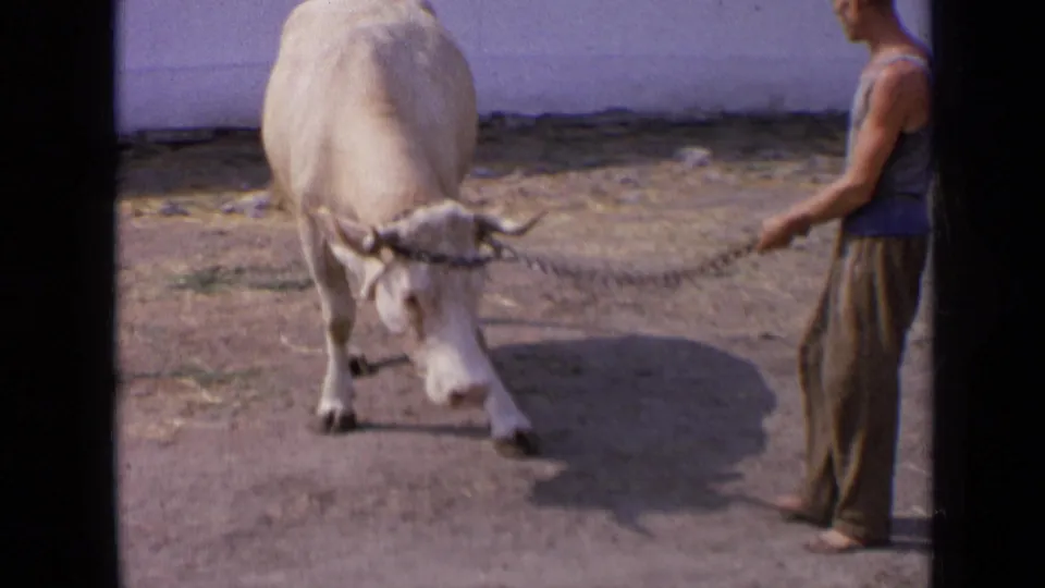 A white cow lowers its head in a dirt yard as a man in a sleeveless shirt holds the chain, consistent with 1963 rural Russia metadata.