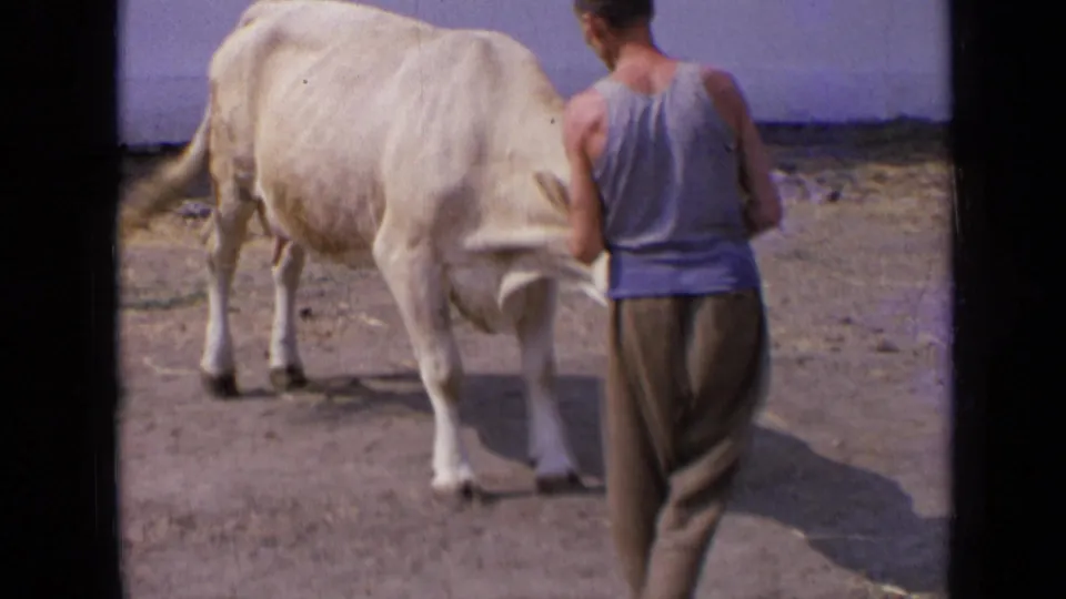 A man in loose trousers stands beside a white cow in a simple rural yard, from 1963 Russia home-movie footage.