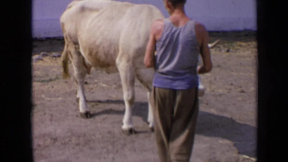 1963 Russian 8mm frame of a man in a blue sleeveless shirt standing behind or beside a pale horned bull in a dusty enclosure.
