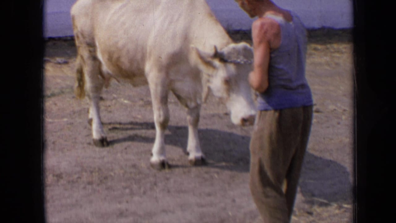 Man holds a chain near the head of a pale bull in a yard.