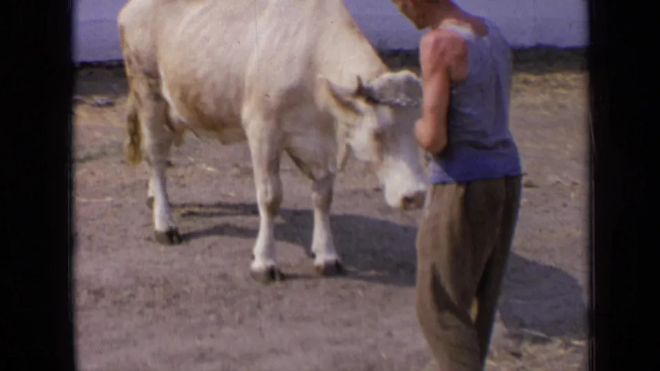 A man in a blue sleeveless shirt holds the chain halter of a pale horned bull in a sunlit Russian 8mm home-movie frame from 1963.