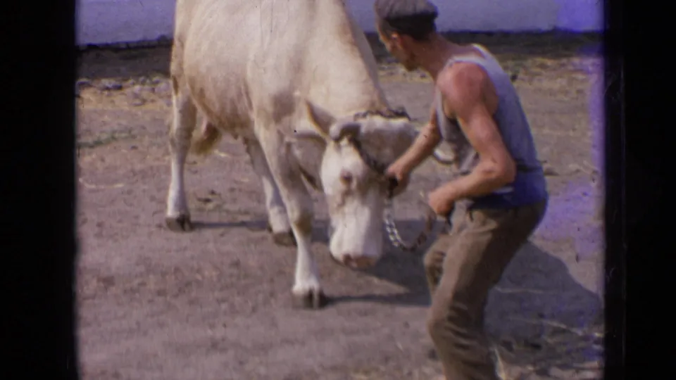 The man crouches slightly toward the pale bull's head, holding the chain halter in a dusty outdoor enclosure in 1963 Russia footage.