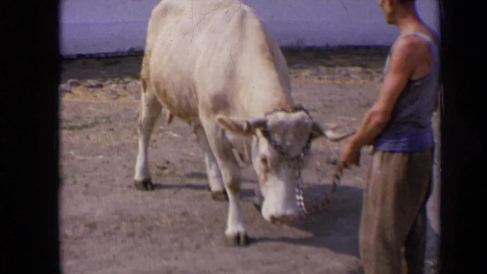 A pale horned bull faces the 8mm camera while a man at the side holds its chain halter in the Russian home-movie clip.