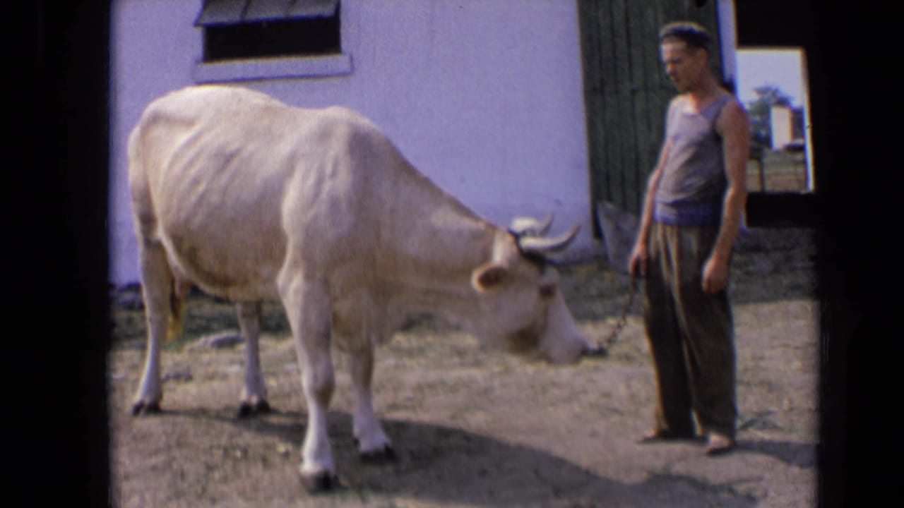 Cream-colored cow lowers its head while a man stands nearby.