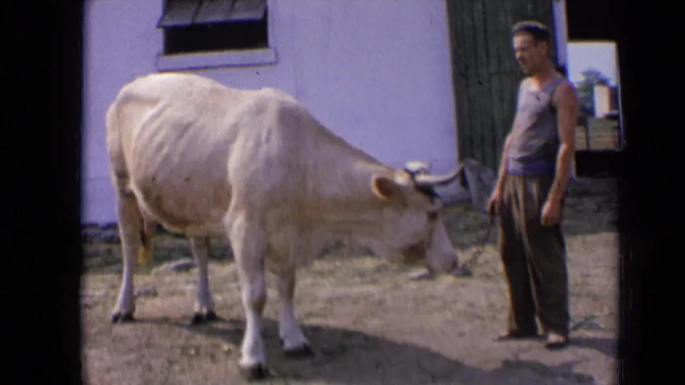 A horned cream-colored cow stands near an adult man outside a whitewashed building in supplied 1963 Russia home-movie footage.