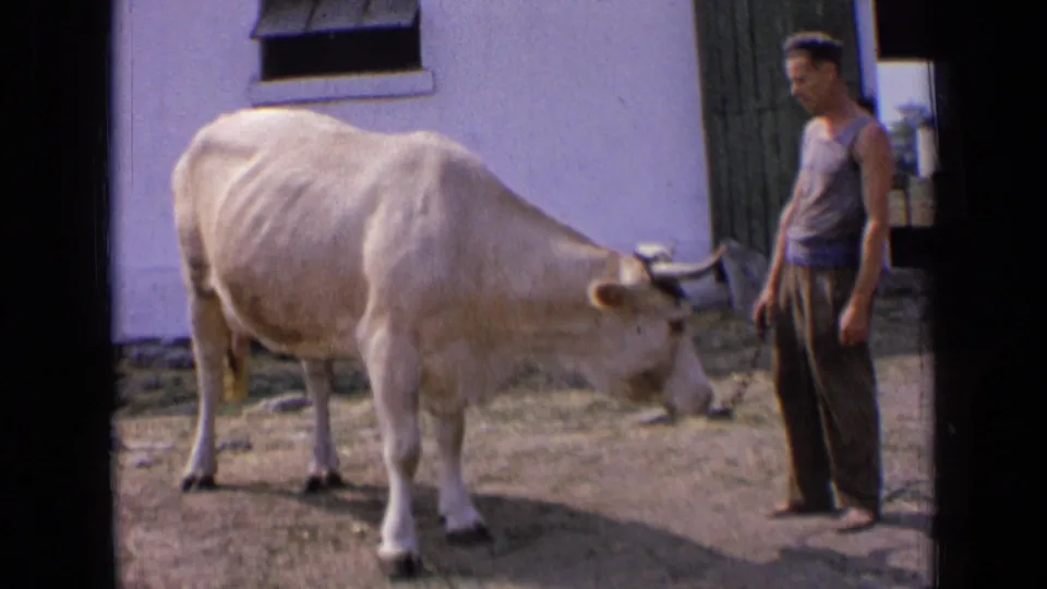 A cream-colored cow faces downward beside a standing adult man in a rural yard, consistent with the supplied Russia 1963 metadata.